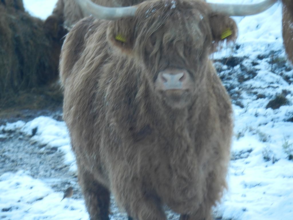 Clunebeg Lodge Drumnadrochit Kültér fotó