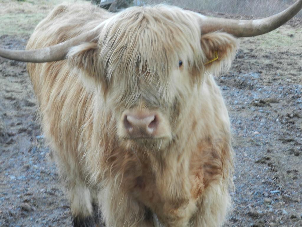Clunebeg Lodge Drumnadrochit Kültér fotó